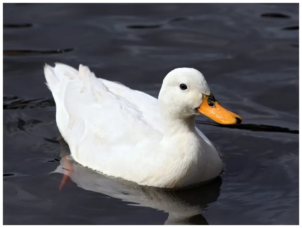 Duck the biggest animals kingdom