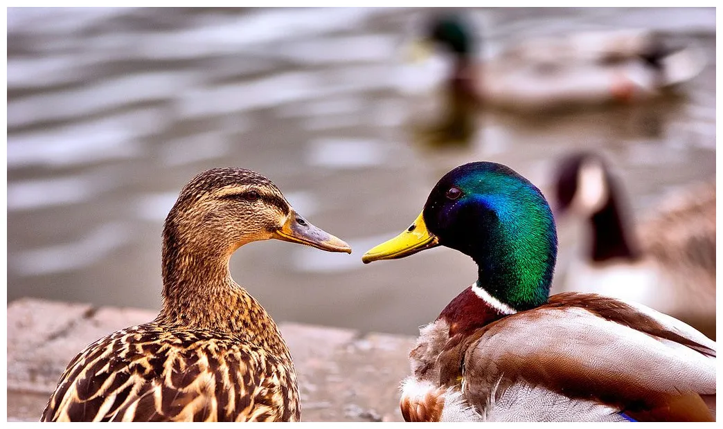 Ducks key information, facts & pictures of ducks