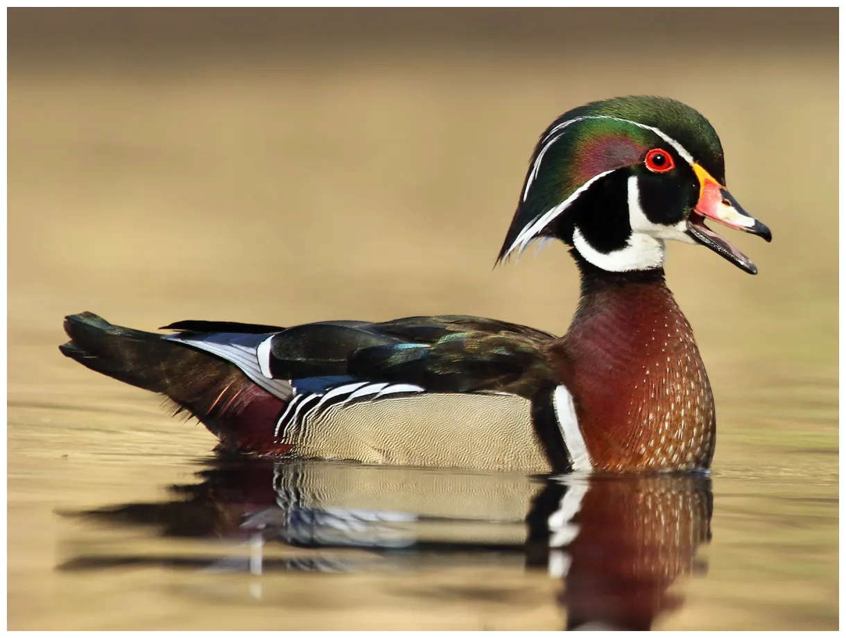 Wood duck profile traits habitat facts diet breeding