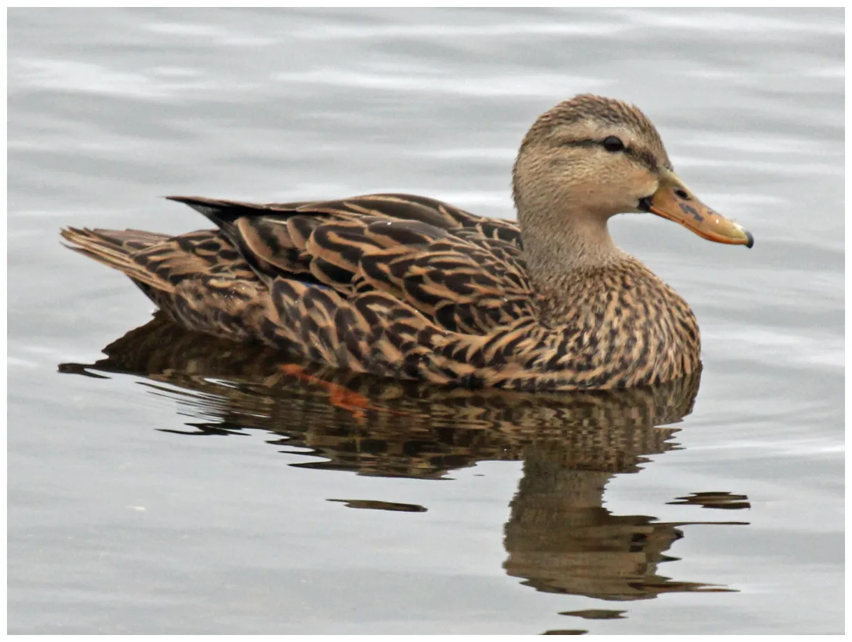 Duck animal wildlife trappers, inc