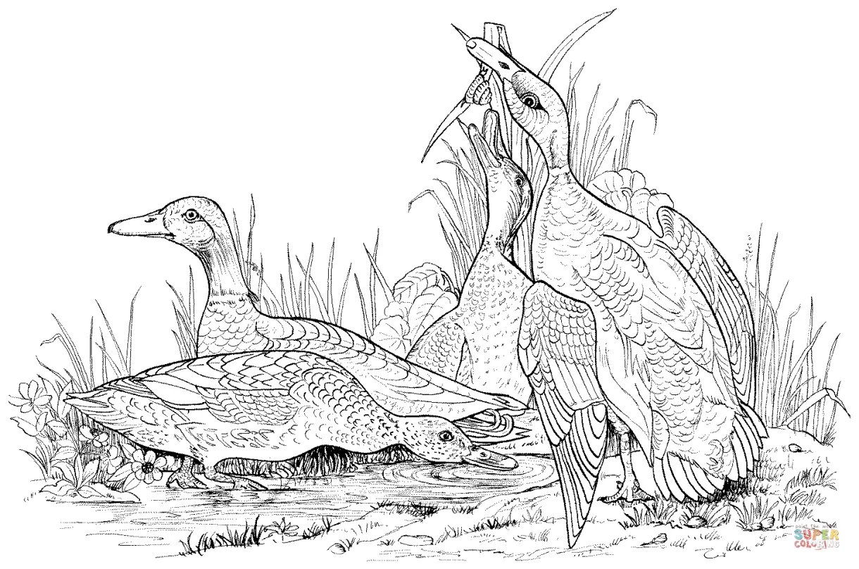 Mallard duck in pond coloring page coloring pages