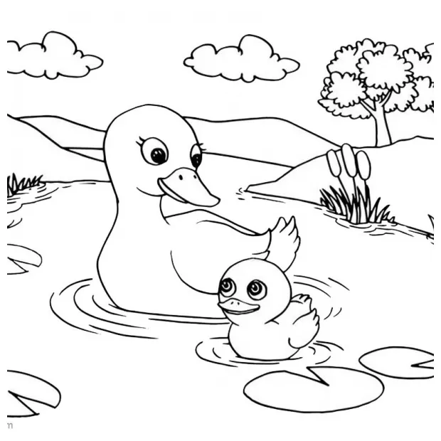 Pond coloring pages four ducks swimming free printable coloring pages