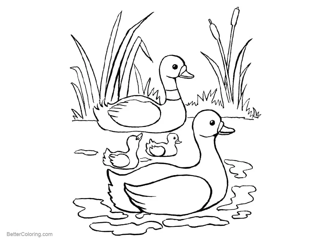 Pond coloring pages ducks and cattails free printable coloring pages