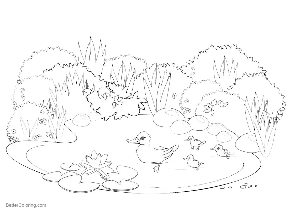 Pond coloring pages happy ducks swimming free printable coloring pages