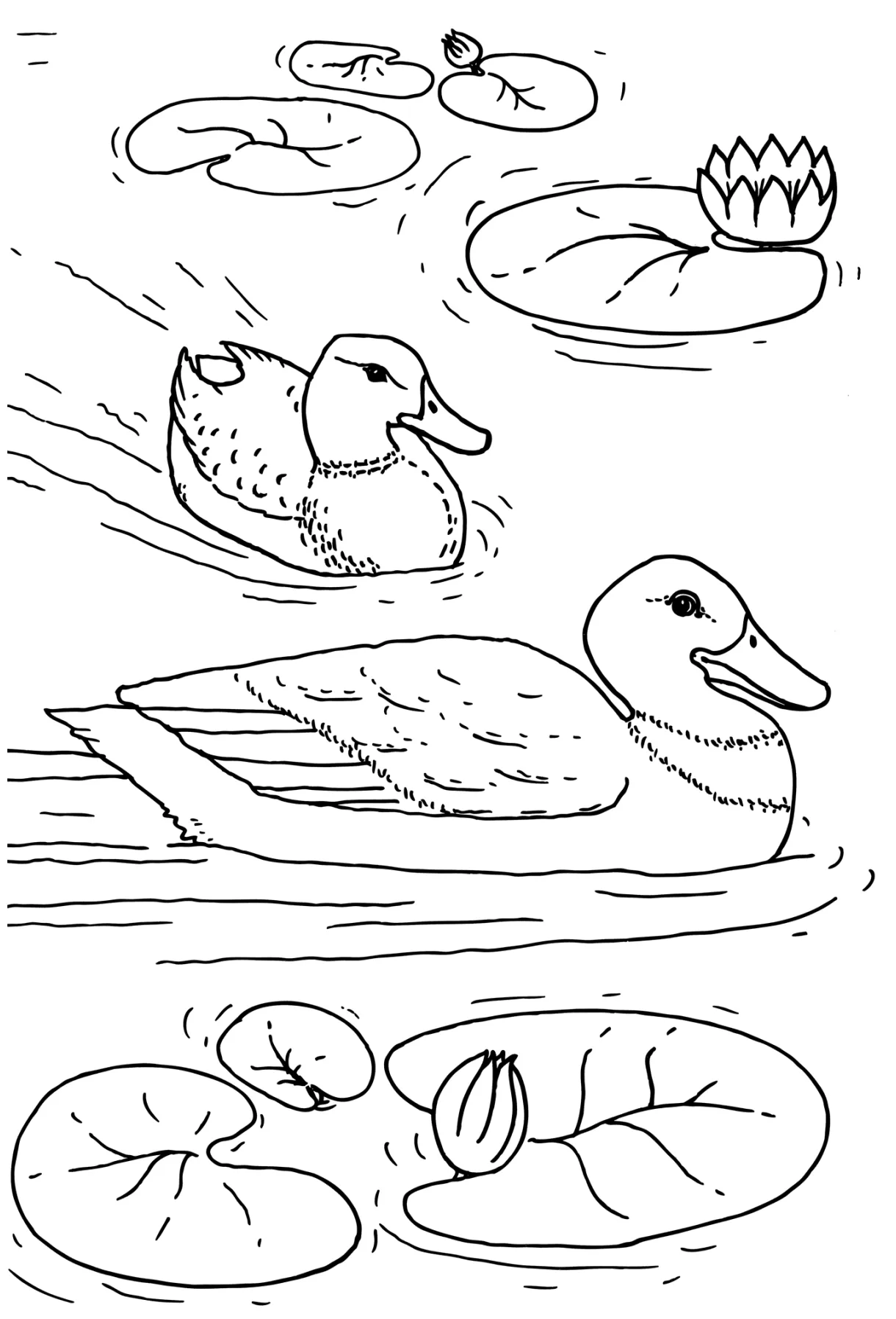 Ducks in the pond coloring page free and printable