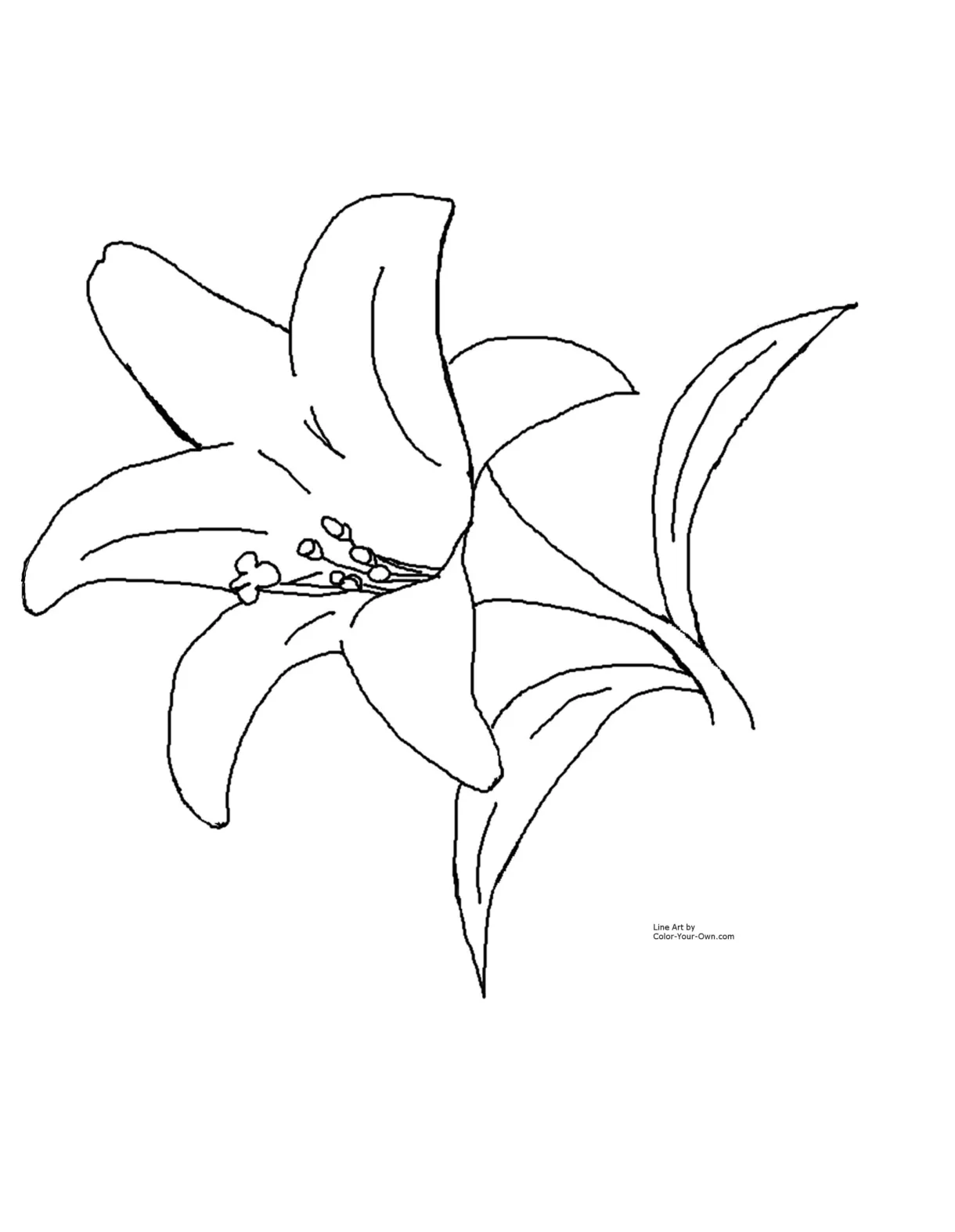 Easter Lily Spring Flower Coloring Page throughout Free Printable