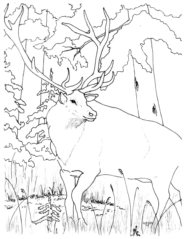 Elk coloring - Free Animal coloring pages sheets Elk