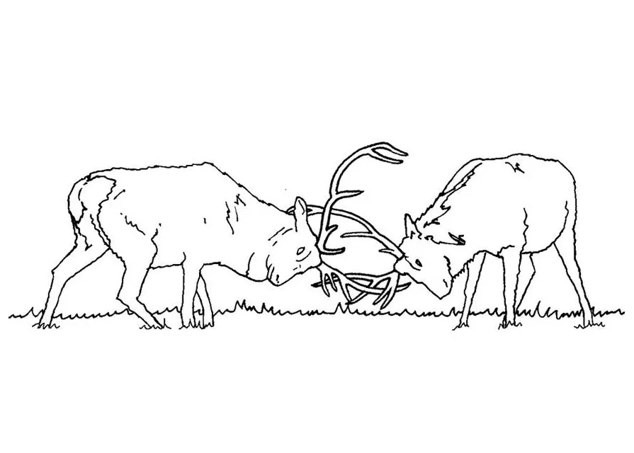 Free Printable Elk Coloring Pages - Coloring Home