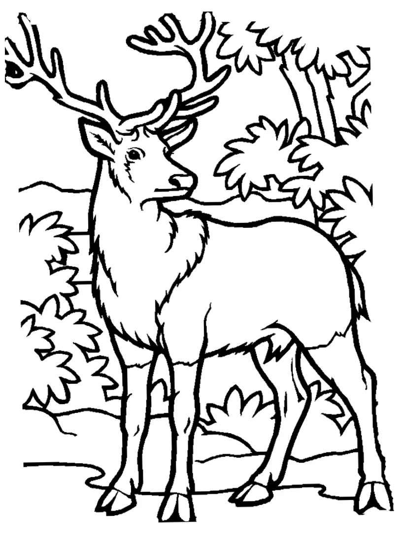 Free Printable Elk Coloring Pages - Coloring Home