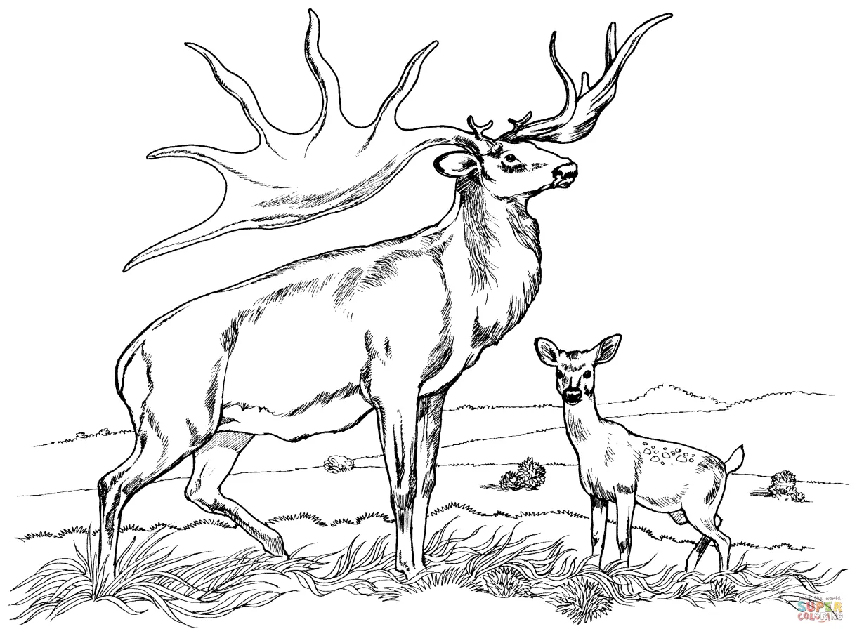 Free Printable Elk Coloring Pages - Coloring Home