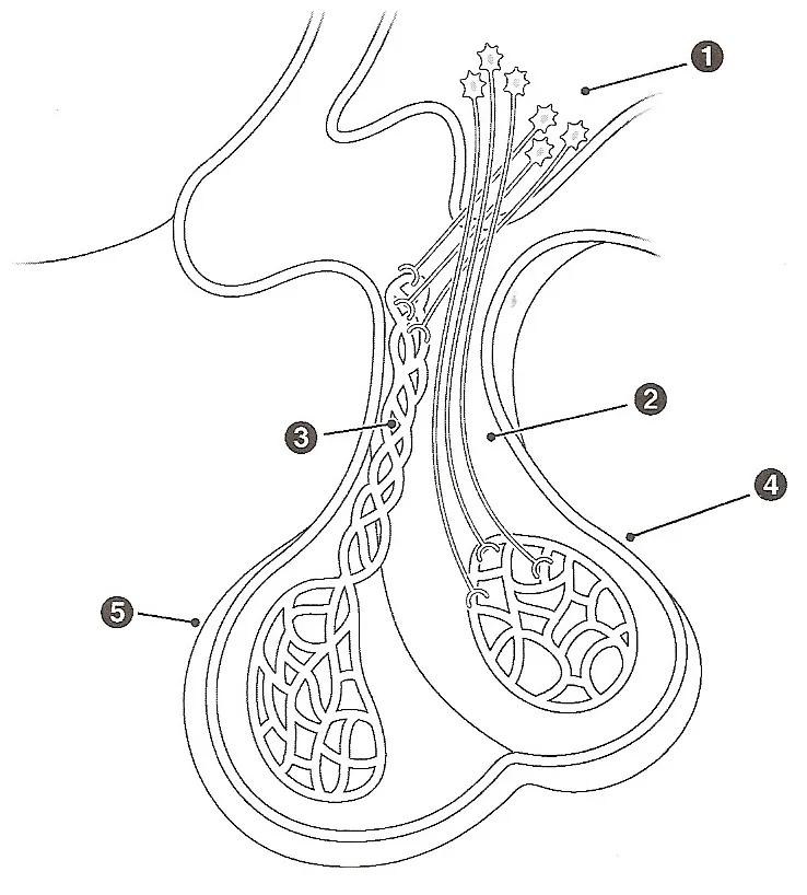 Endocrine glands system coloring page coloring pages