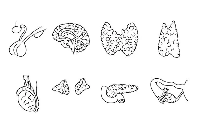 Free endocrine system coloring pages [2025]