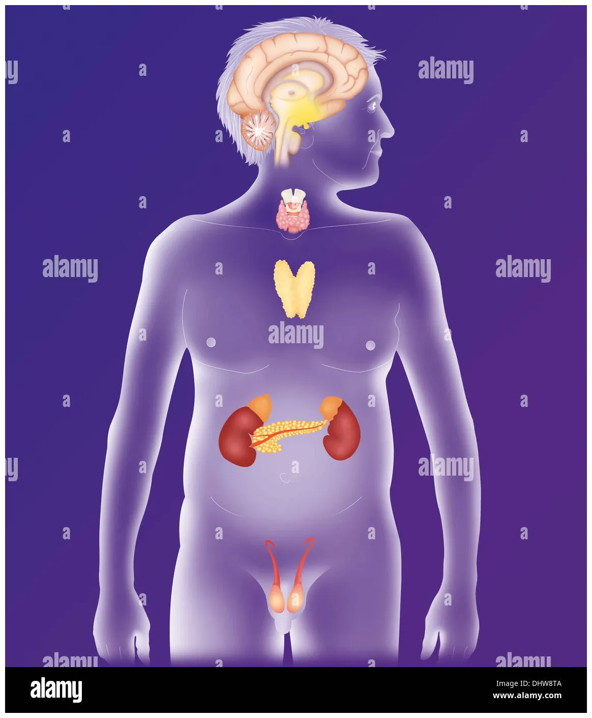 Endocrine gland, illustration alamy