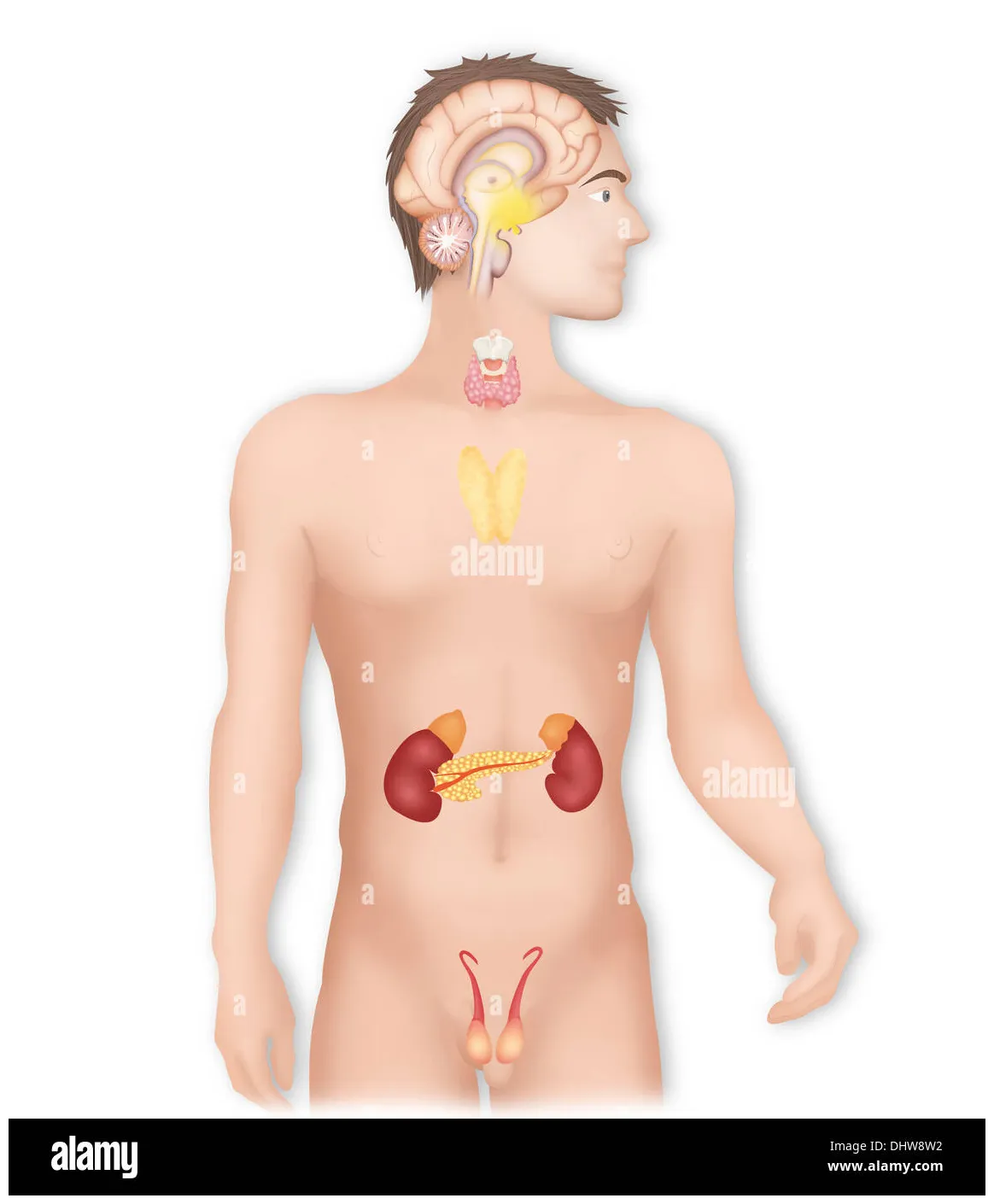 Endocrine gland, illustration alamy