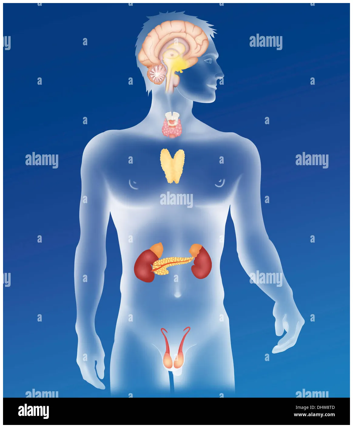 Endocrine gland, illustration alamy