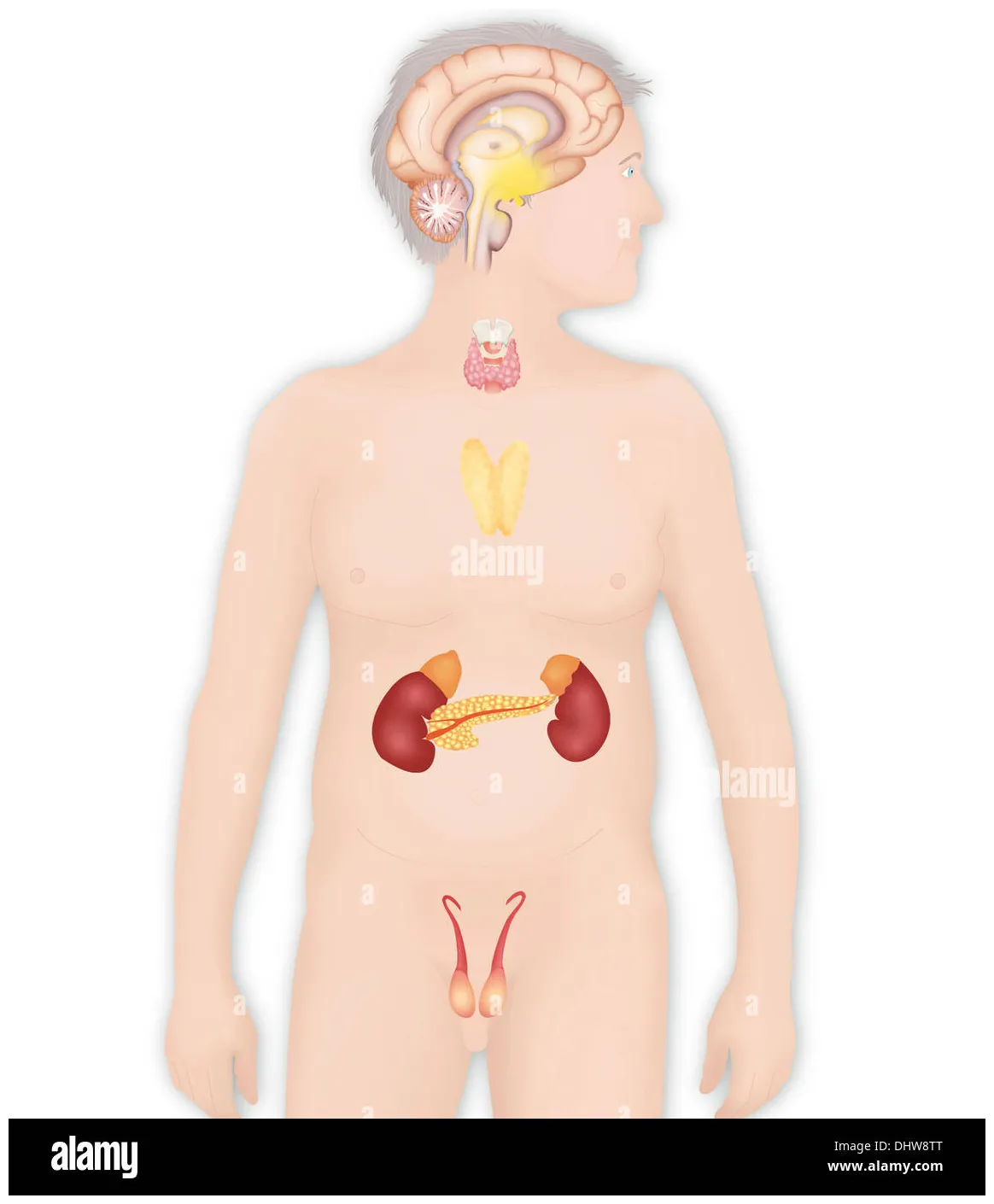 Endocrine gland, illustration alamy