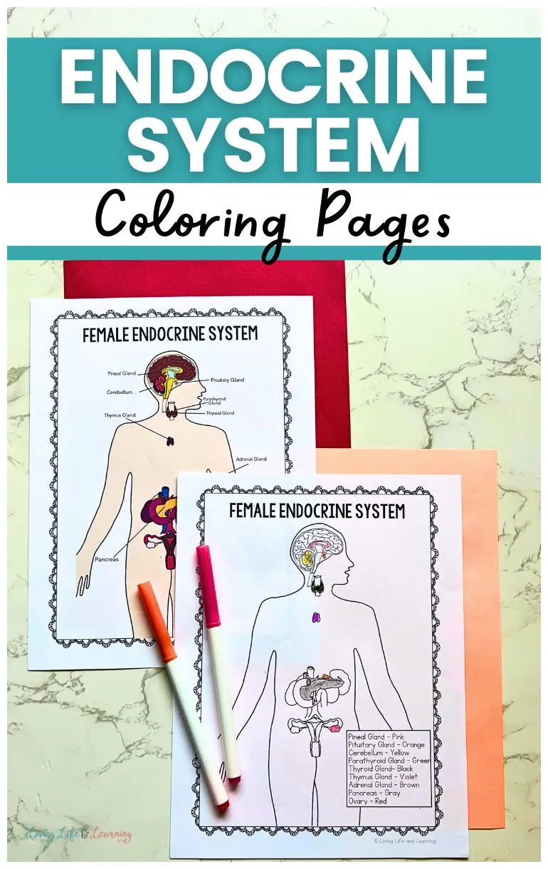 Endocrine system coloring pages