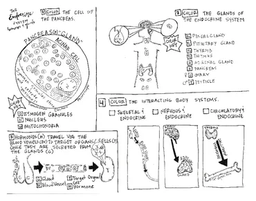 The endocrine system coloring sheet by scientifically speaking is my