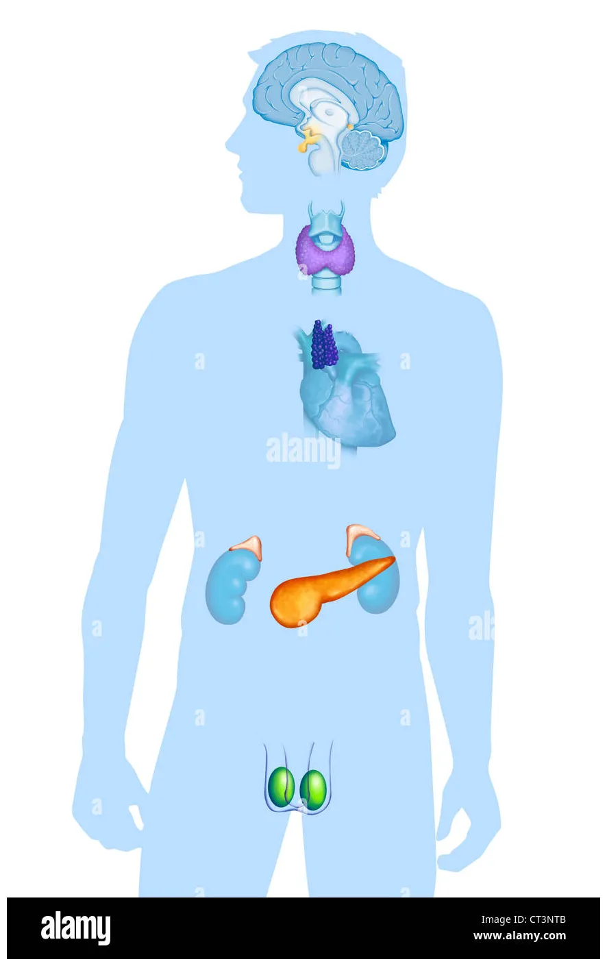 Endocrine gland, illustration alamy