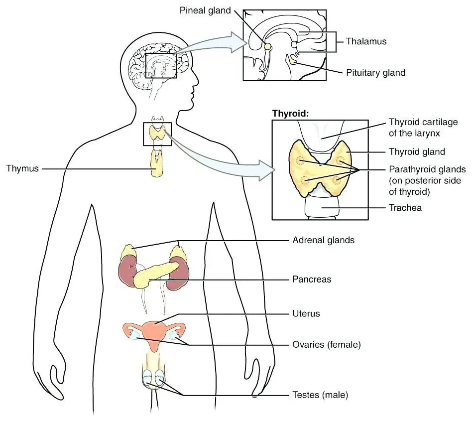 ️endocrine system coloring worksheet gambr