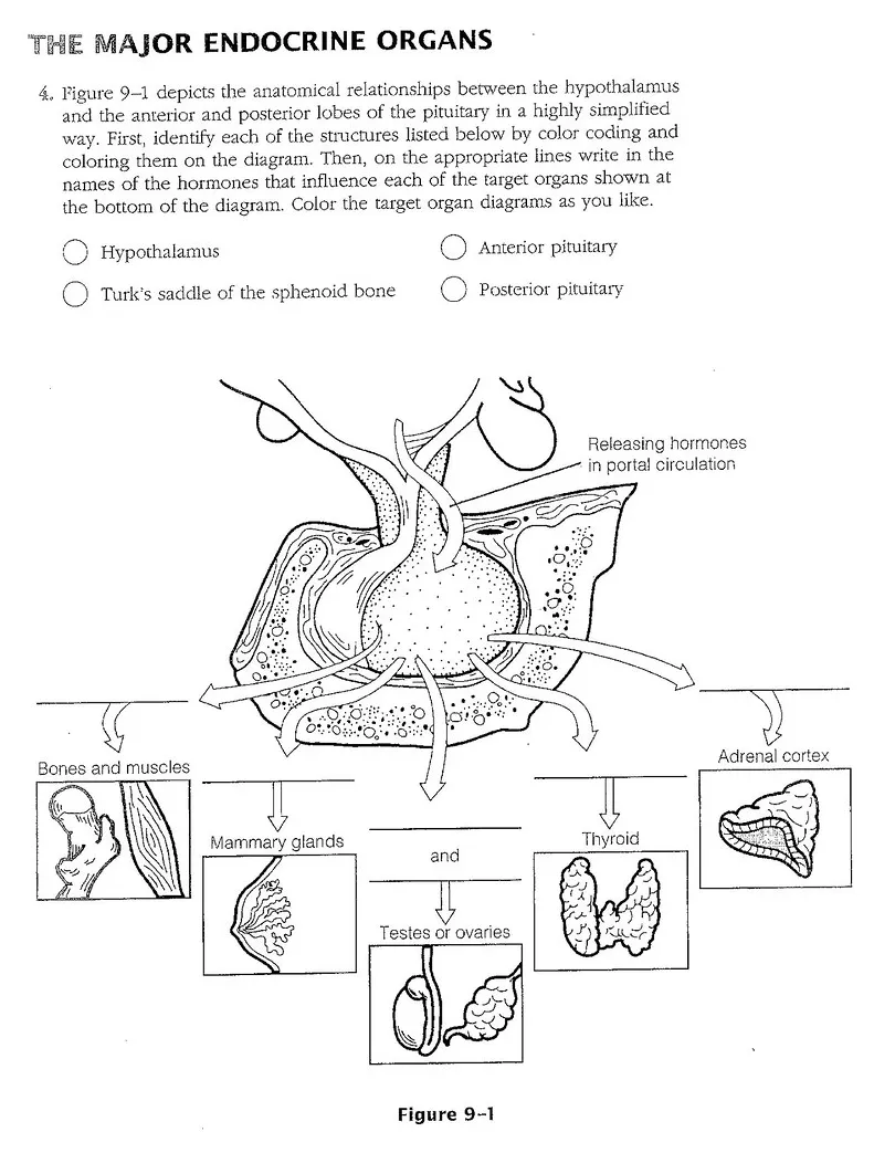 Endocrine glands system coloring page coloring pages