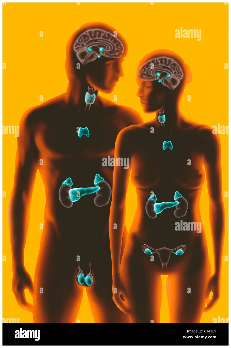 Endocrine gland, illustration alamy
