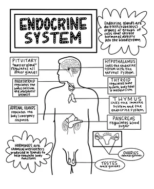 Endocrine system coloring sheet by colorbymyers tpt printable coloring page