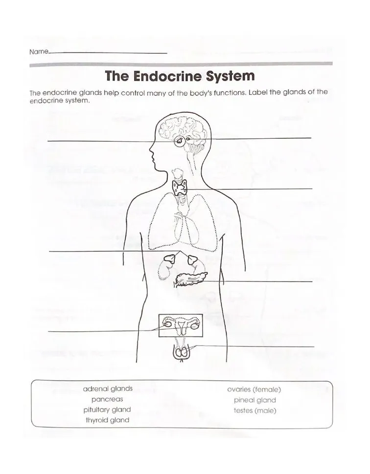 Endocrine system coloring pages [2025]