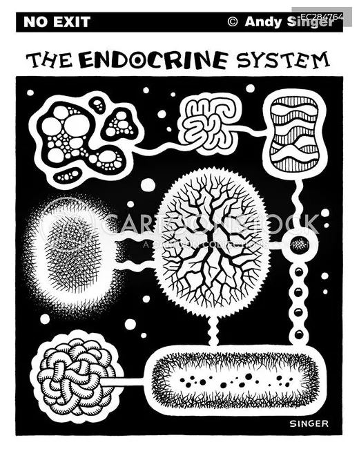 Endocrine system coloring pages [2025]