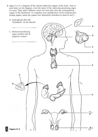 30 endocrine system coloring worksheet coloring home