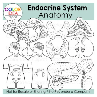 Free endocrine system coloring pages [2025]