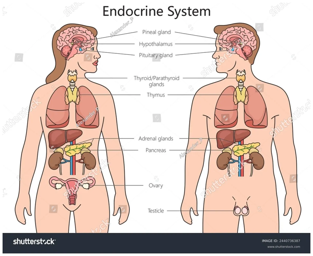 Free endocrine system coloring pages [2025] printable coloring page