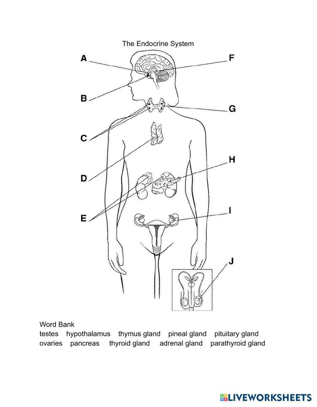 Free endocrine system coloring pages [2025]