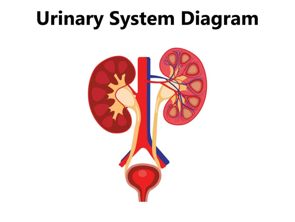 Excretory system organs coloring pages [2025]