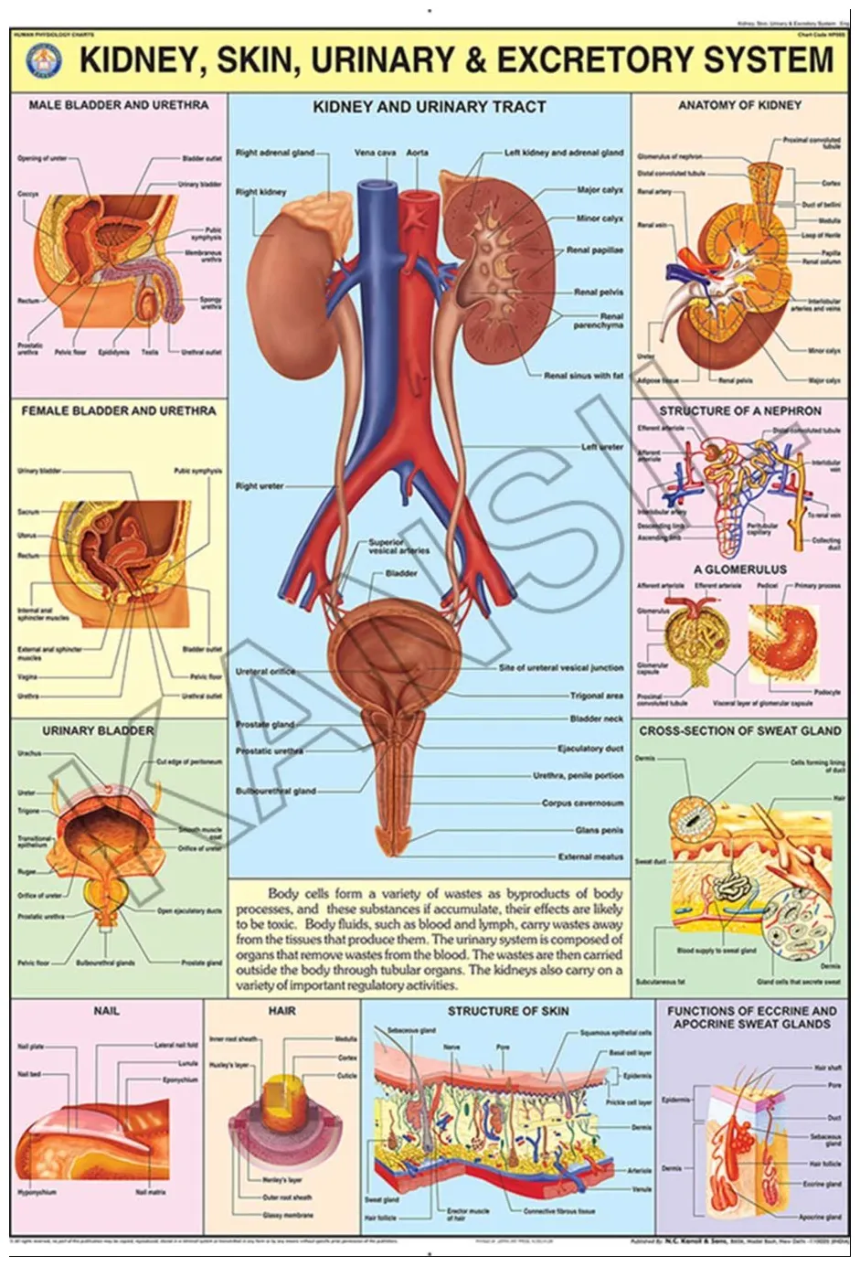 Excretory system organs coloring pages [2025]