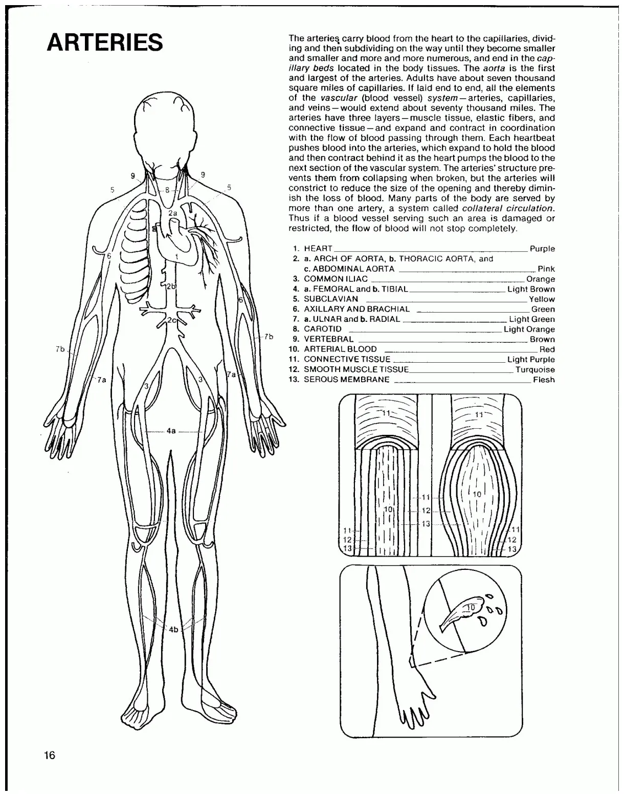 Excretory system labeled coloring pages