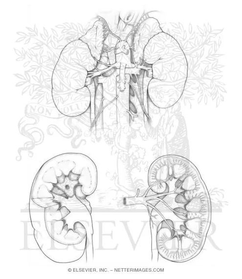 Urinary system worksheet coloring page excretory system
