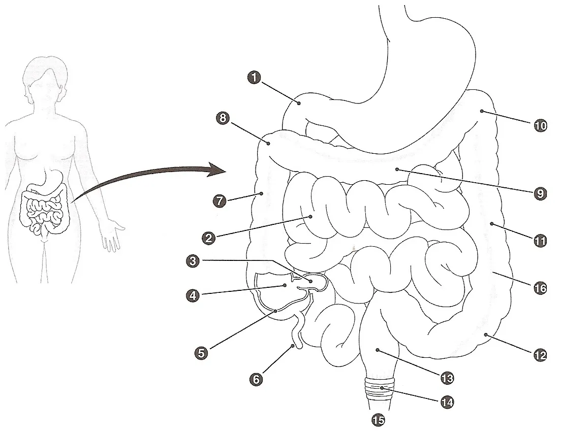 Excretory system labeled coloring pages