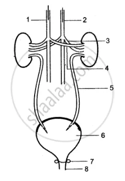 Excretory system labeled coloring pages