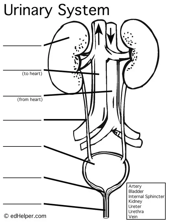 Excretory system organs coloring pages [2025]