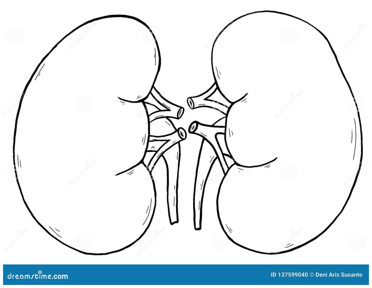 Excretory system organs coloring pages [2025]