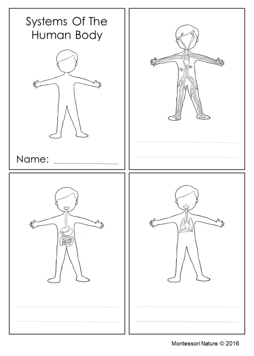 Excretory system organs coloring pages [2025]