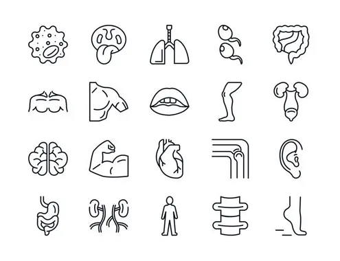 "excretory system" s browse 1,008 s, vectors, and