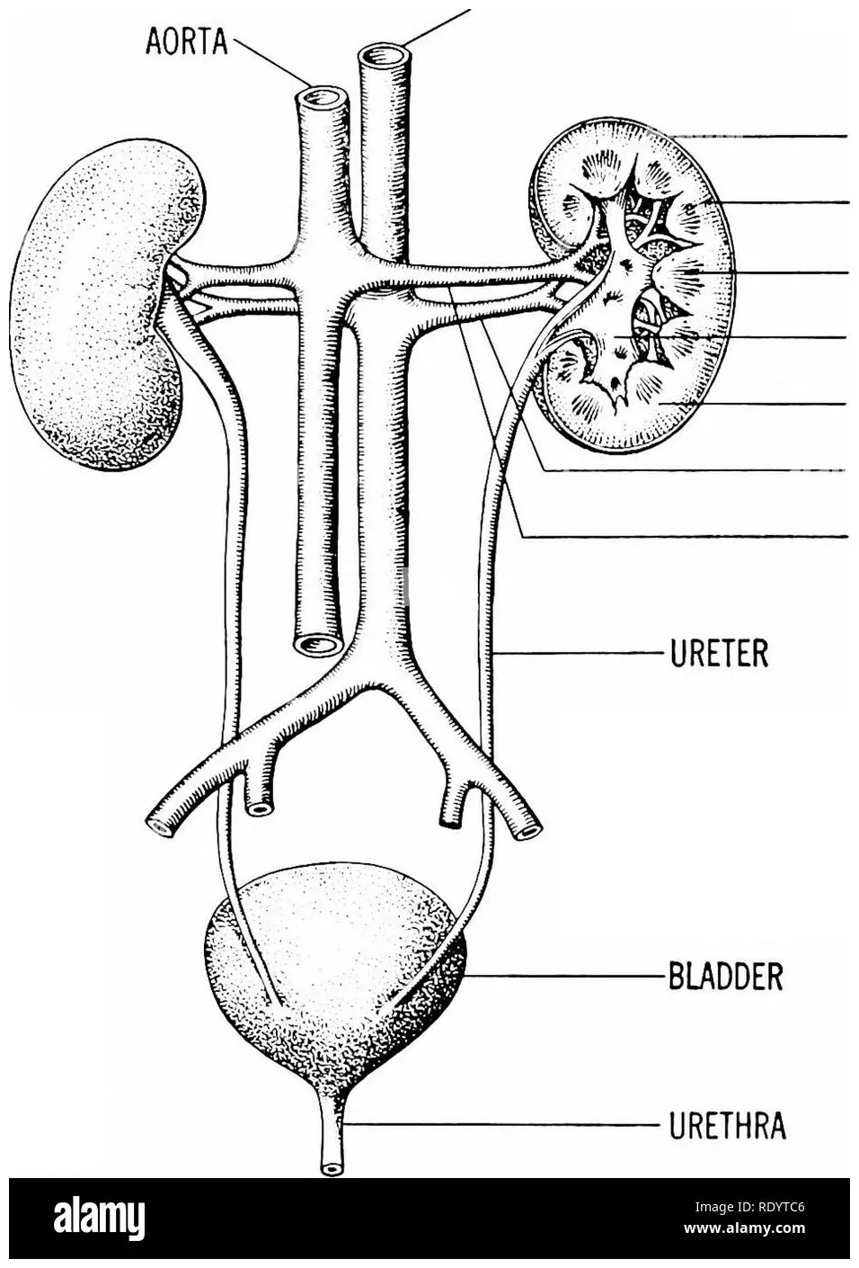 Excretory system labeled coloring pages printable coloring page