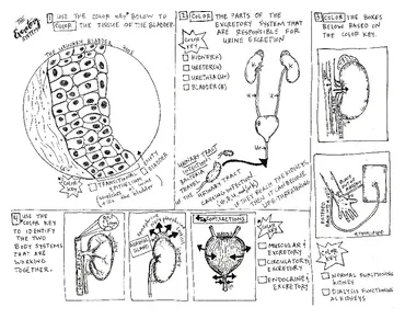 Excretory coloring sheet; body systems tpt printable coloring page