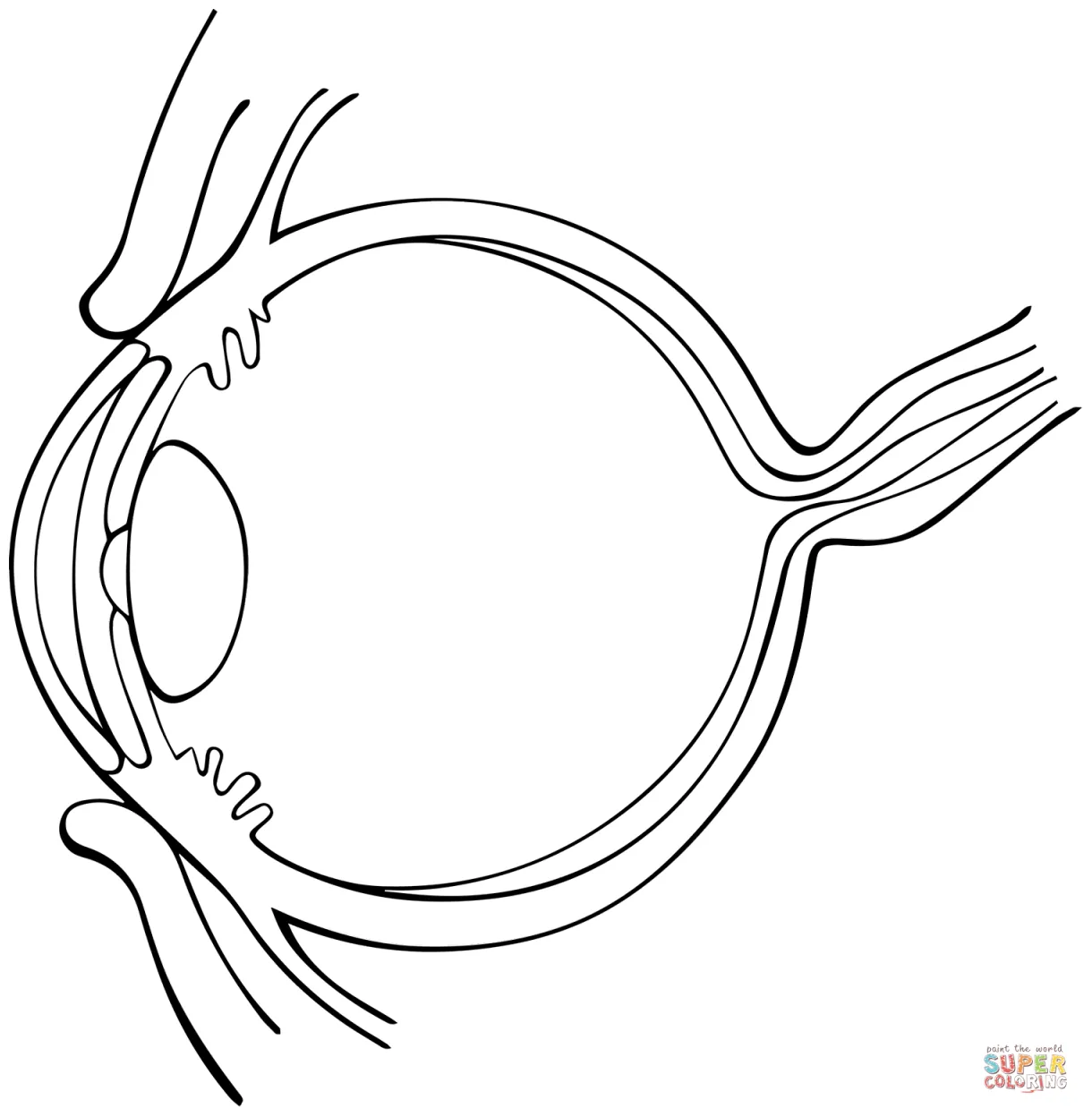 Anatomy of the eye coloring pages [2025]