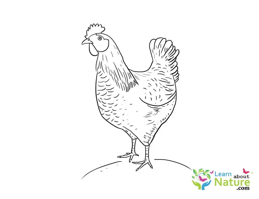 Farm-animal-coloring-page-1 learn about nature