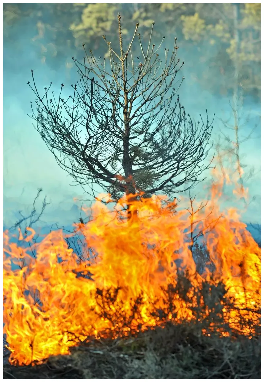 Fire crews tackle major fire at pirbright heathland surrey live