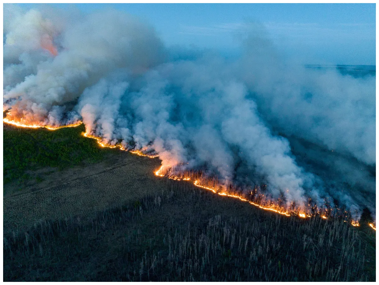 How do wildfires in canada’s boreal forest affect birds across the
