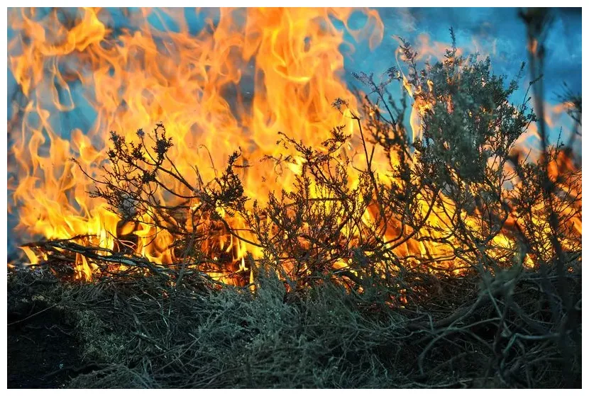 Camberley heathland fire engulfs two hectares surrey live
